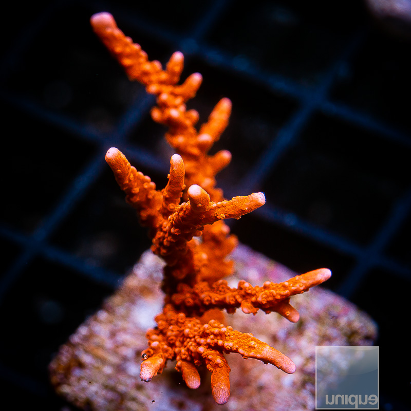 Manilla Spy Montipora 59 21.JPG