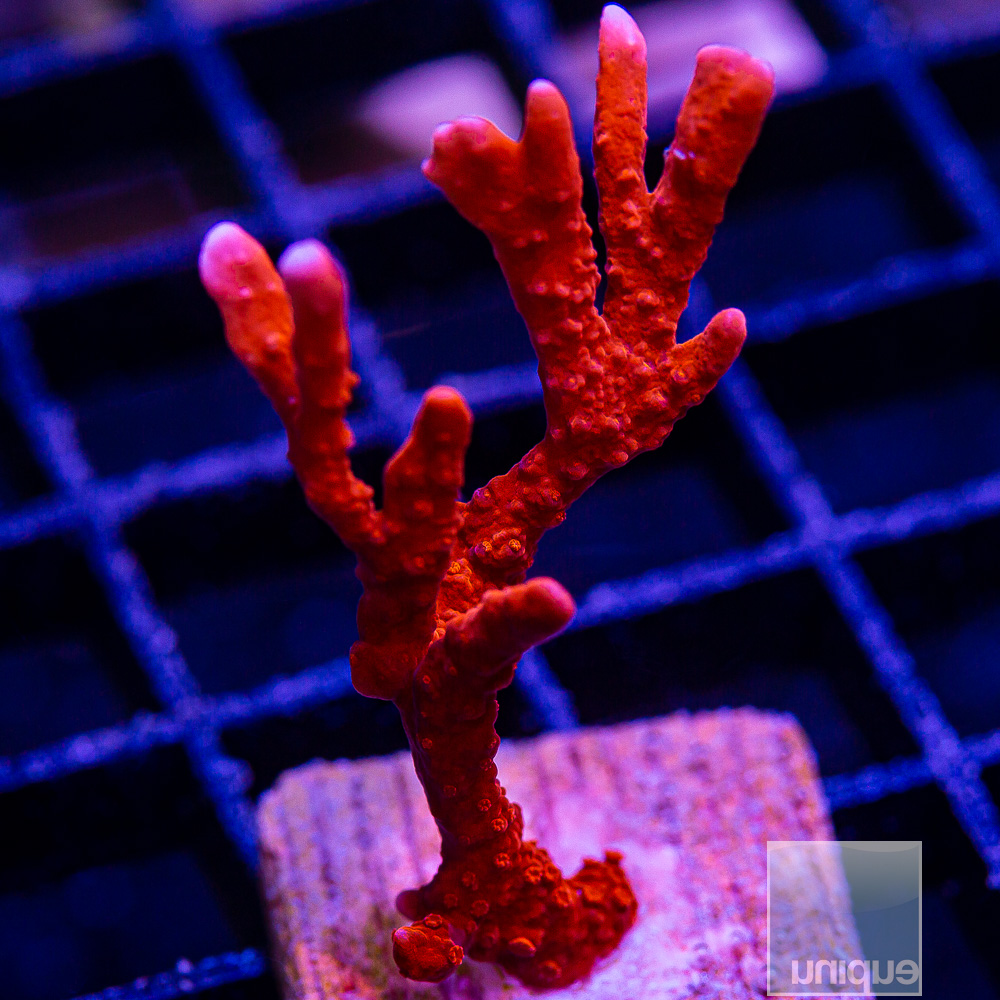 Manilla Spy Montipora 59 26.JPG