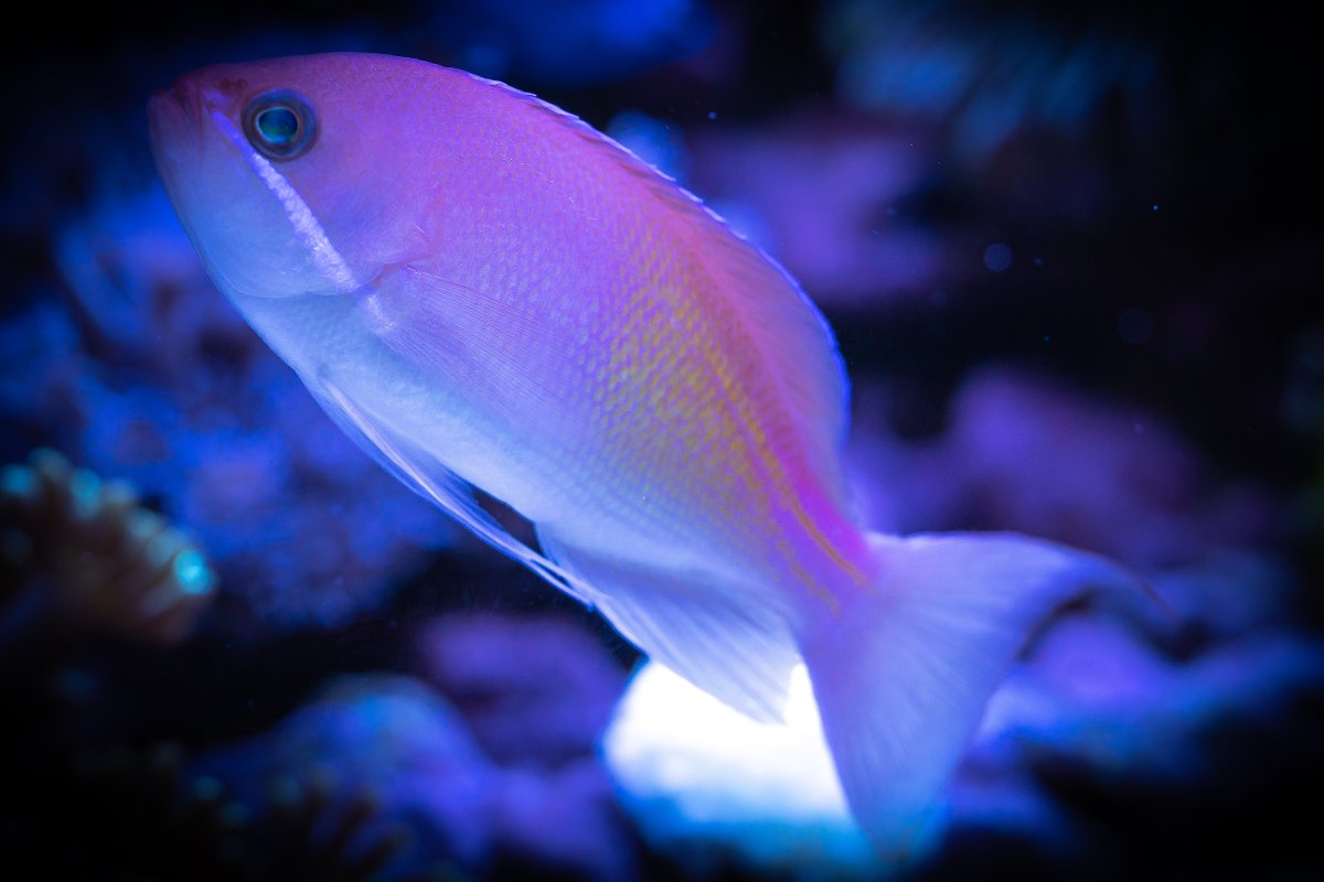 marcias-anthias.jpg