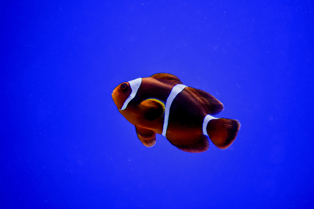 Maroon Clownfish.jpg