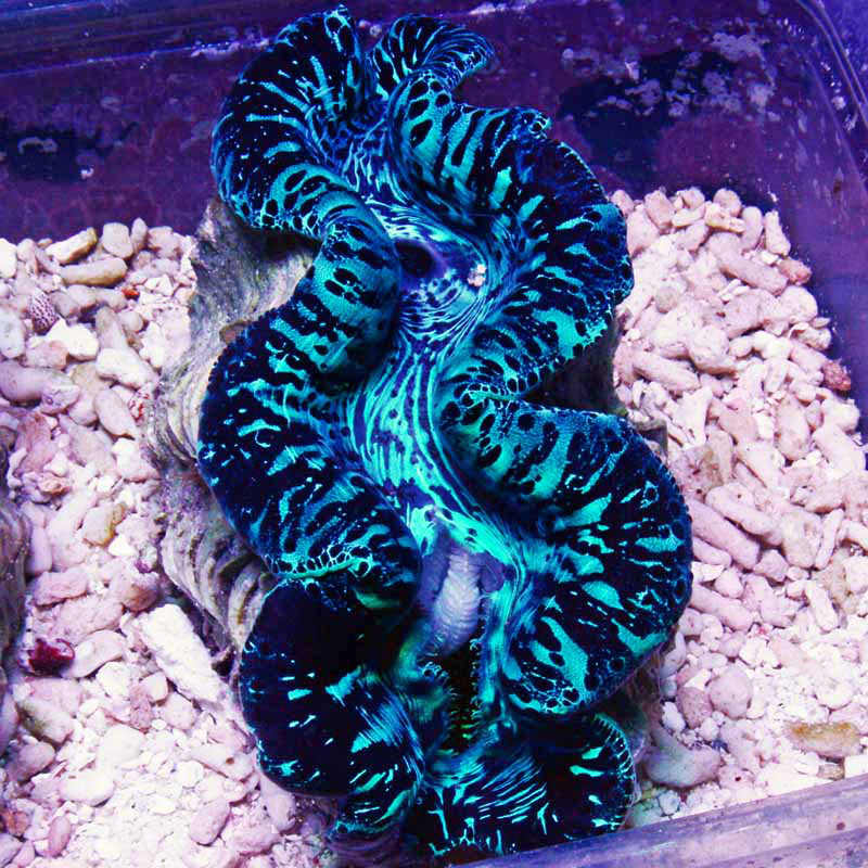 Maxima Clam 10 large 5 inch 129.jpg