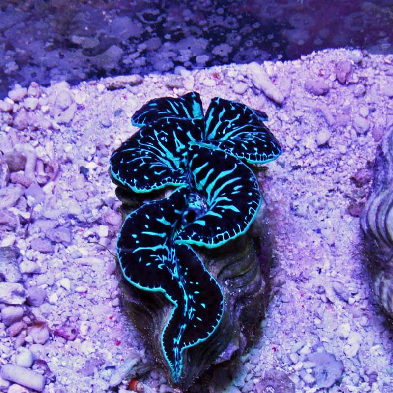 Maxima Clam 2 3-4 inch 99.jpg