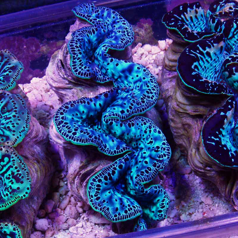 Maxima Clam 5  large 5 inch 149.jpg