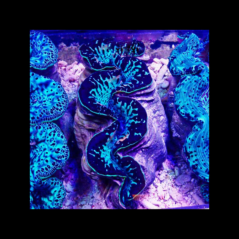 Maxima Clam 6 large 5 inch 119.jpg