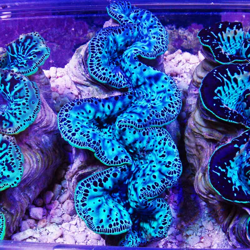 Maxima Clam 9 large 5 inch 149.jpg