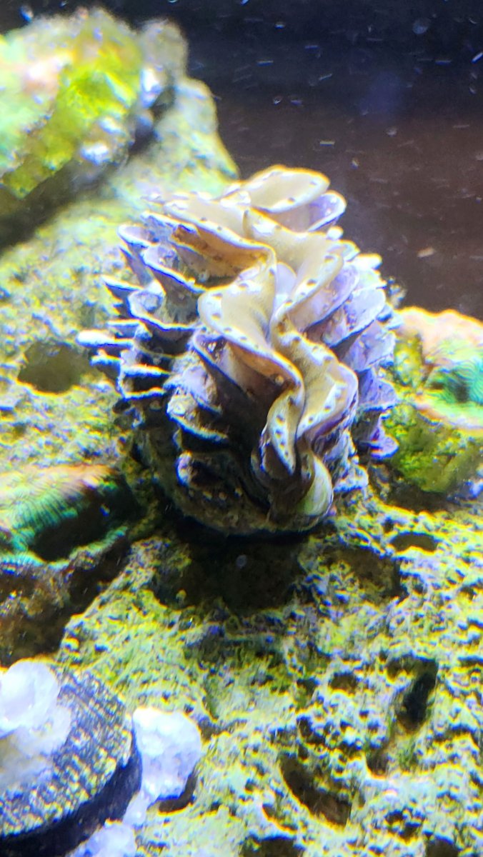 Maxima Clam week 11.jpg