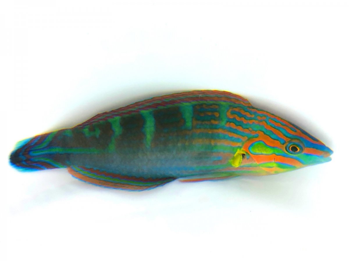 Melanaris Wrasse  copy.jpg