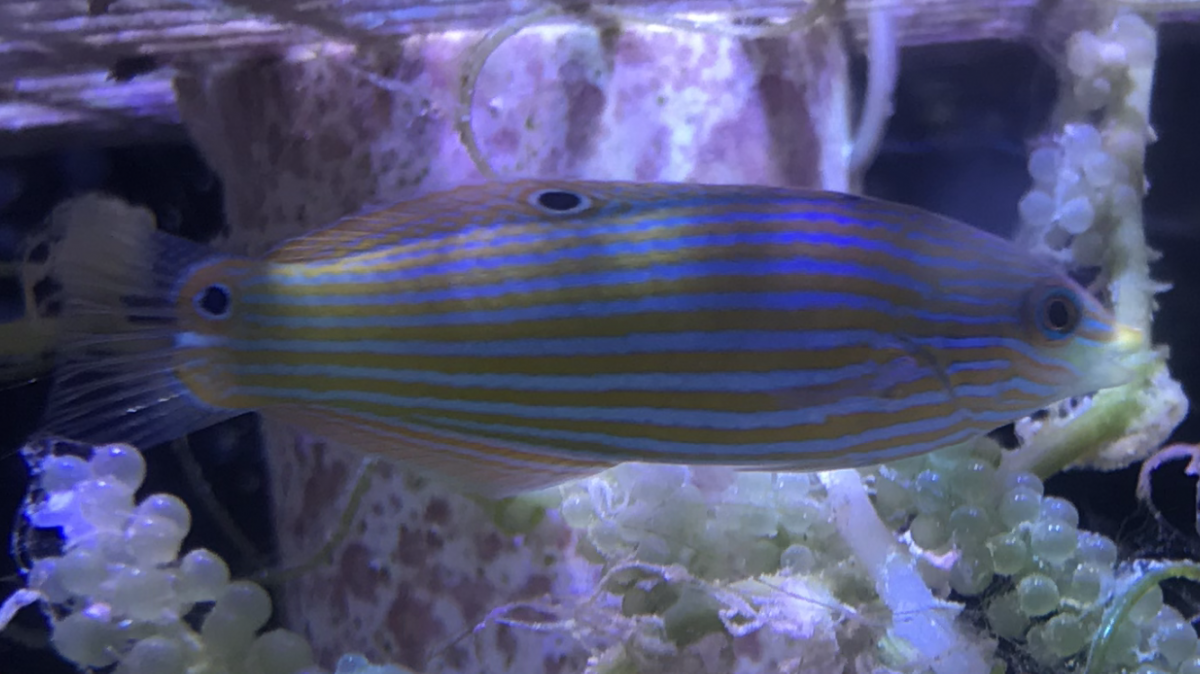 MelanurusWrasse2018062101 - Copy.png