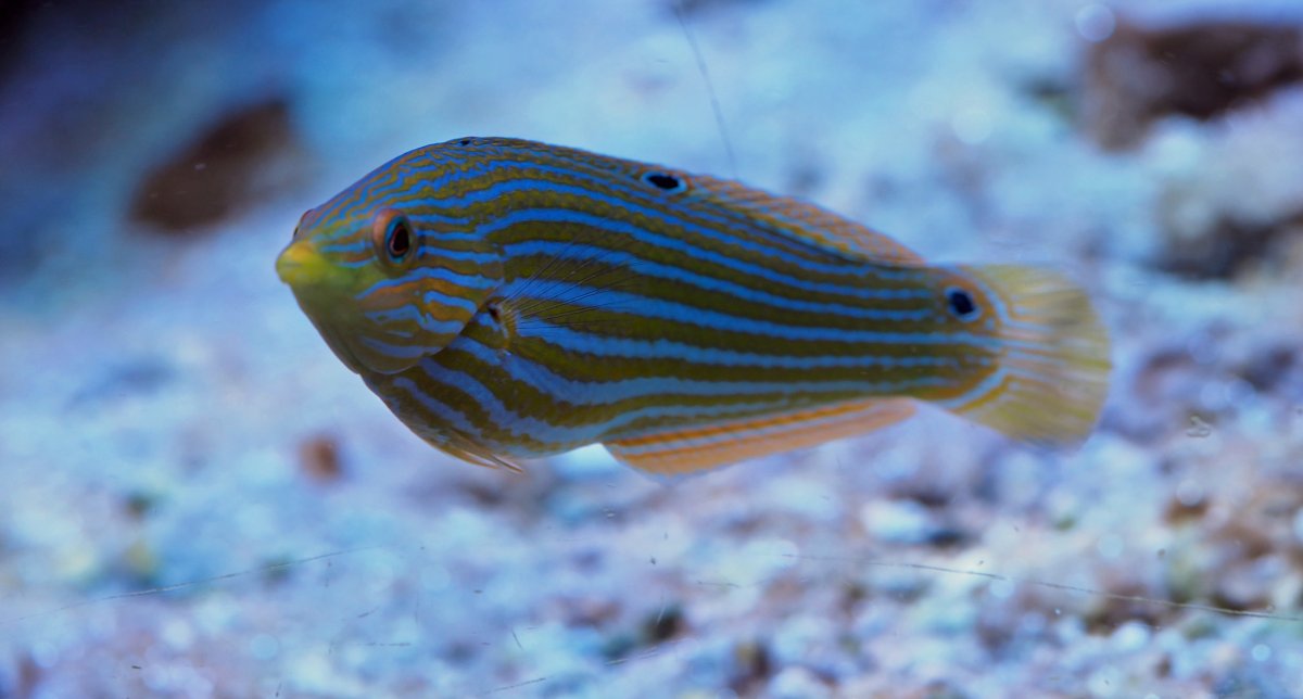 MelanurusWrasse2018082401.jpg