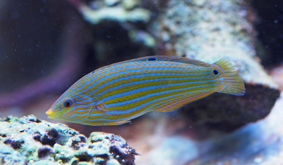 MelanurusWrasse2018101501.jpg