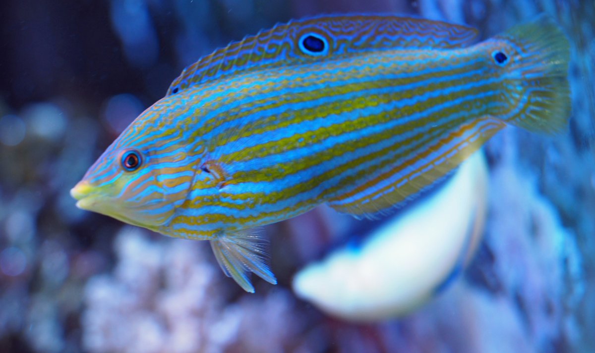 MelanurusWrasse2019010601.jpg