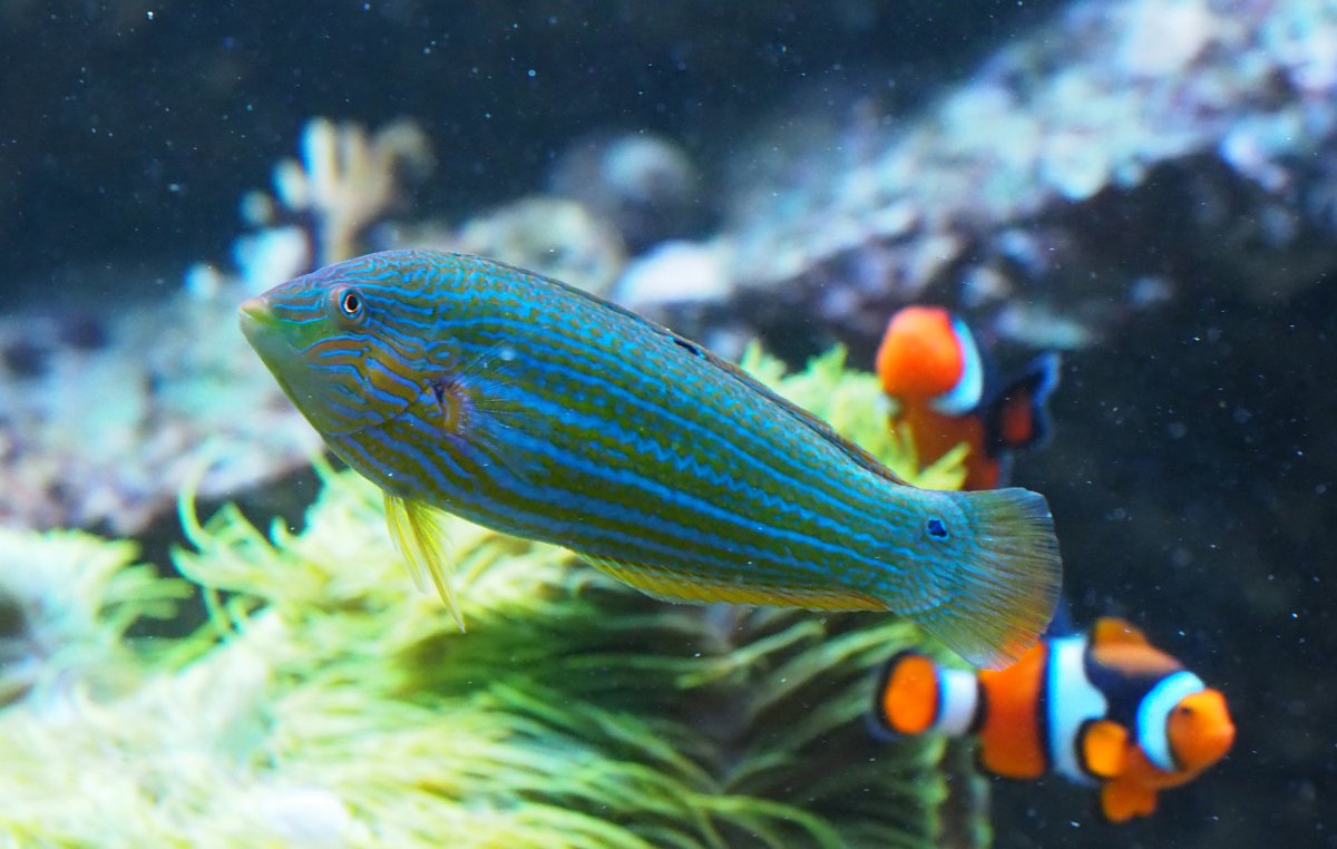 MelanurusWrasse2020032102.jpg