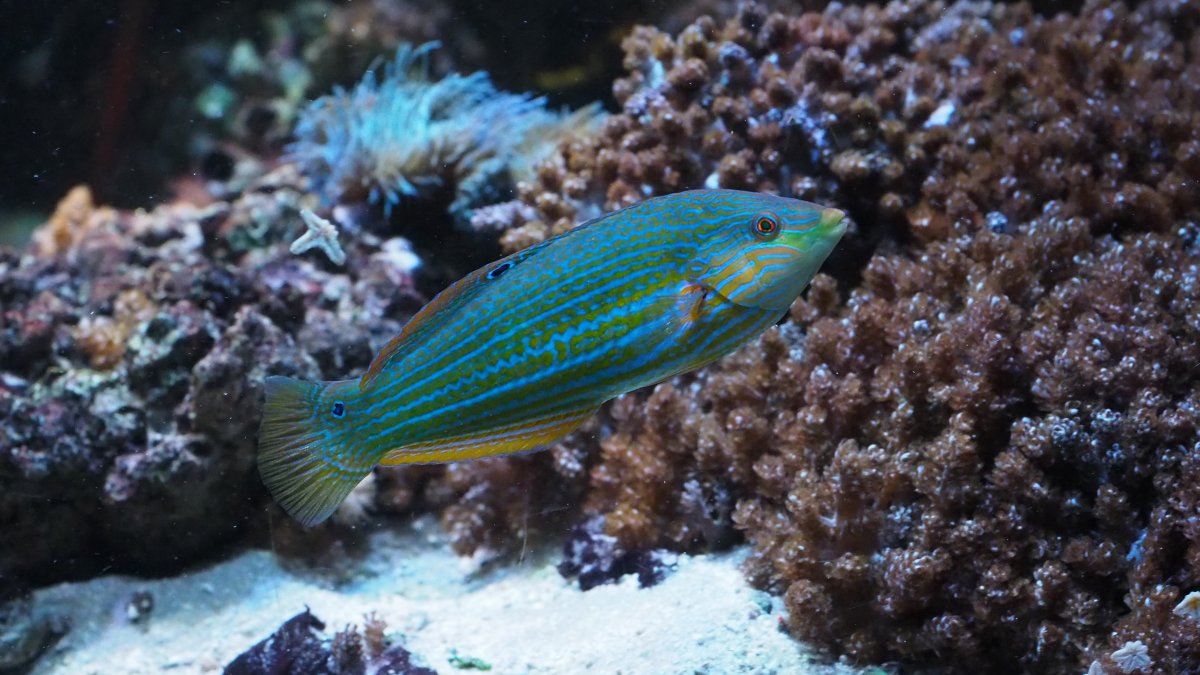 MelanurusWrasse2020032201.jpg