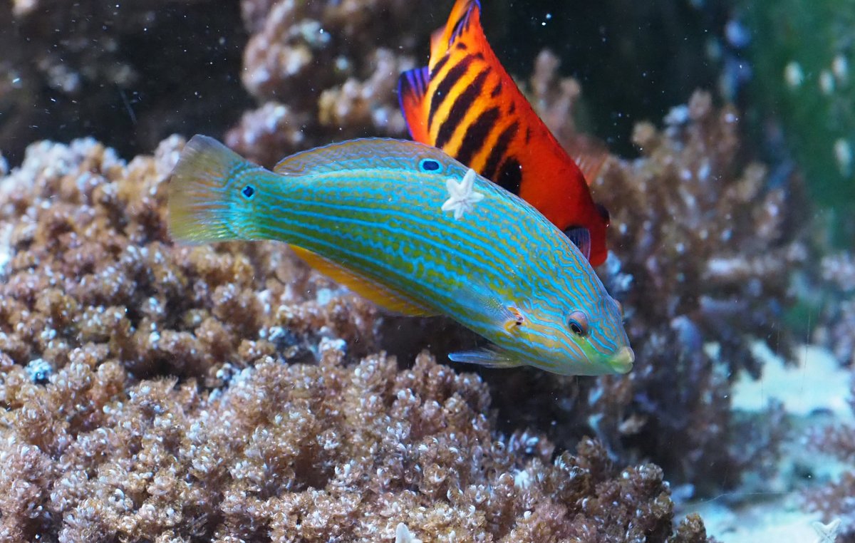 MelanurusWrasse2020032203.jpg