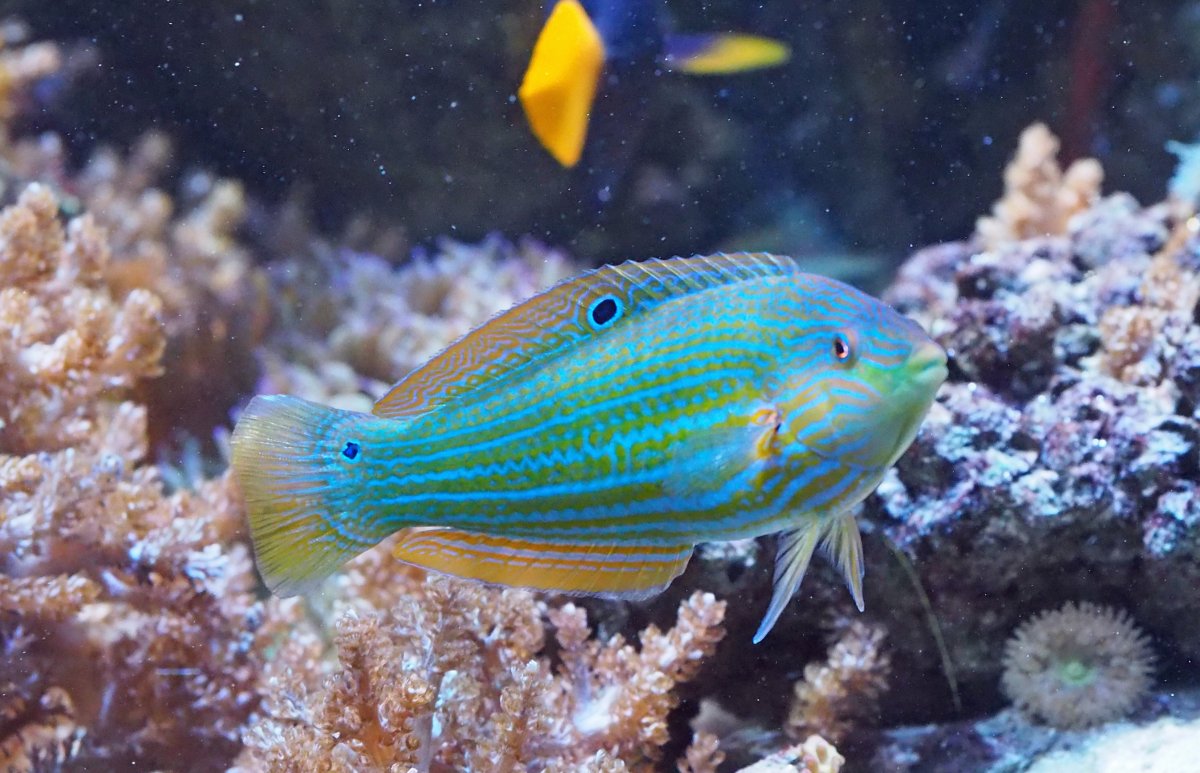 MelanurusWrasse2020033101.jpg