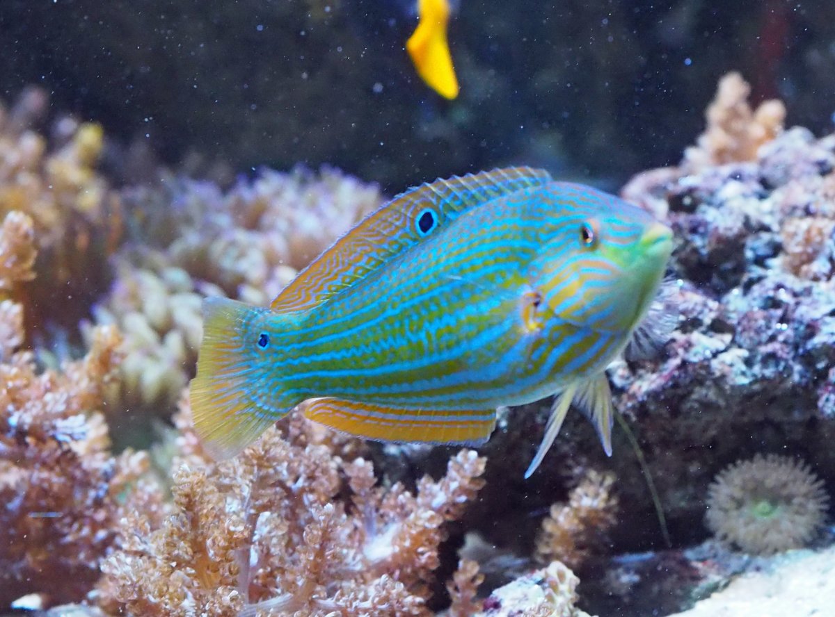 MelanurusWrasse2020033102.jpg