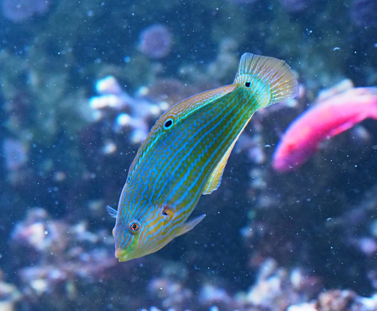 MelanurusWrasse2020033103.jpg