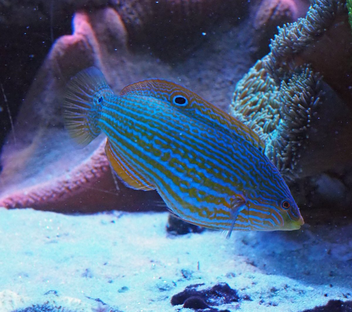 MelanurusWrasse2020062101 - Copy.jpg