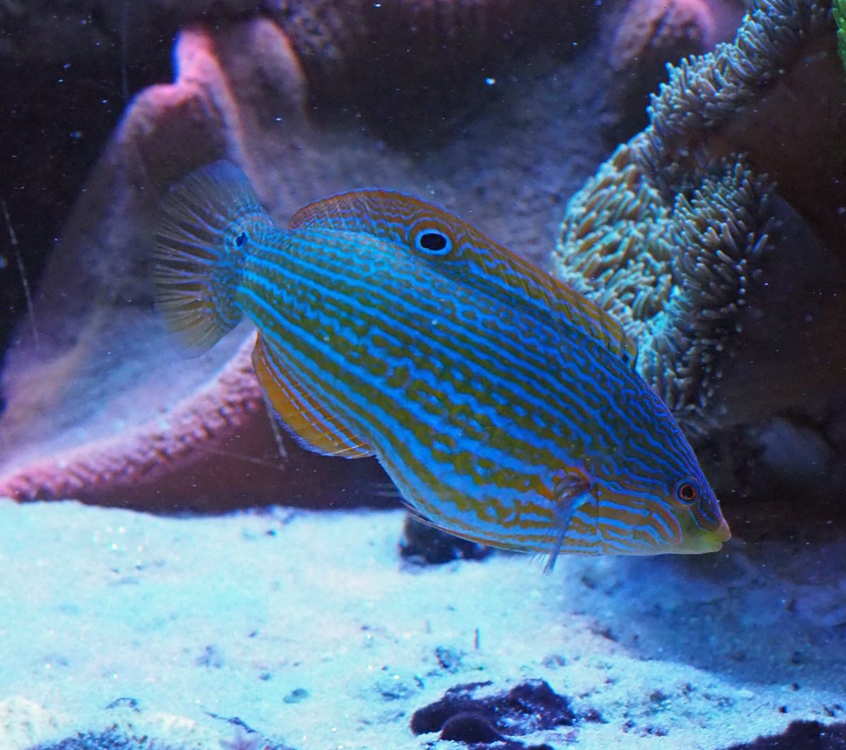 MelanurusWrasse2020062101.jpg