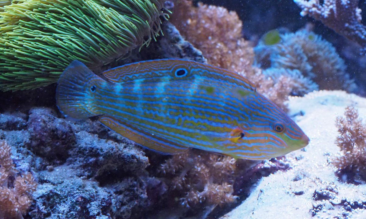 MelanurusWrasse2020080404.jpg