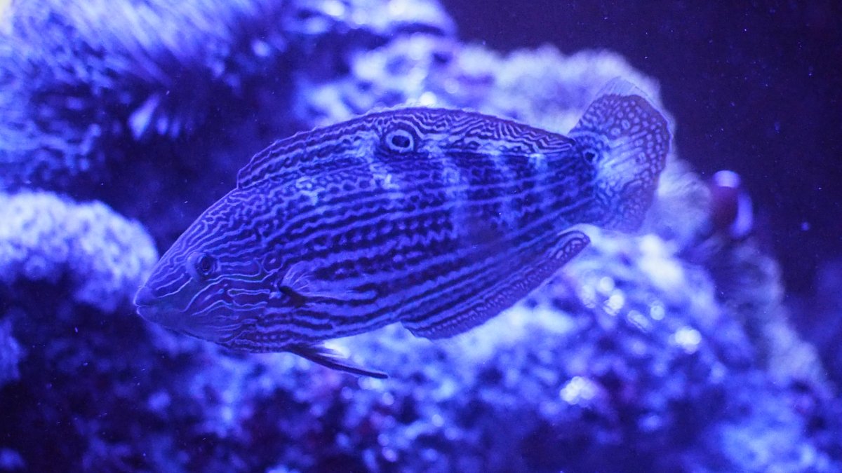 MelanurusWrasse2020112501.jpg