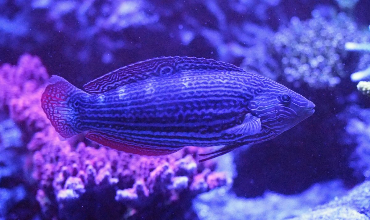 MelanurusWrasse2020112504.jpg