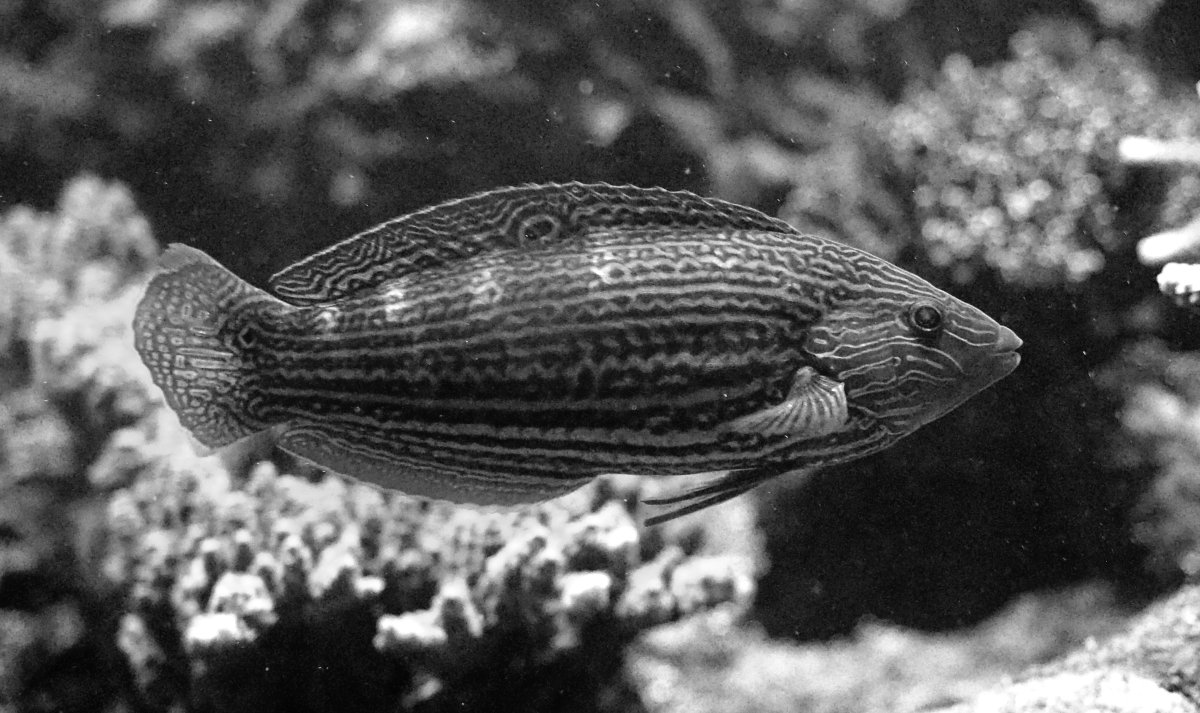 MelanurusWrasse2020112504BW.jpg