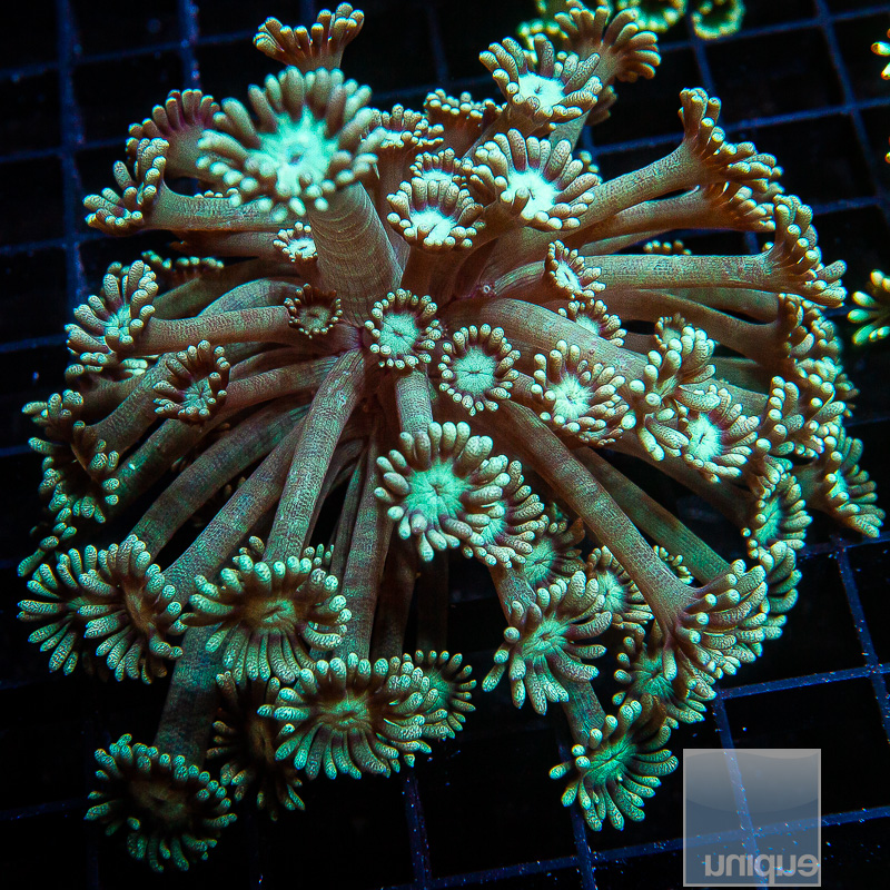 Metallic Blue Goniopora Colony 139 82.JPG