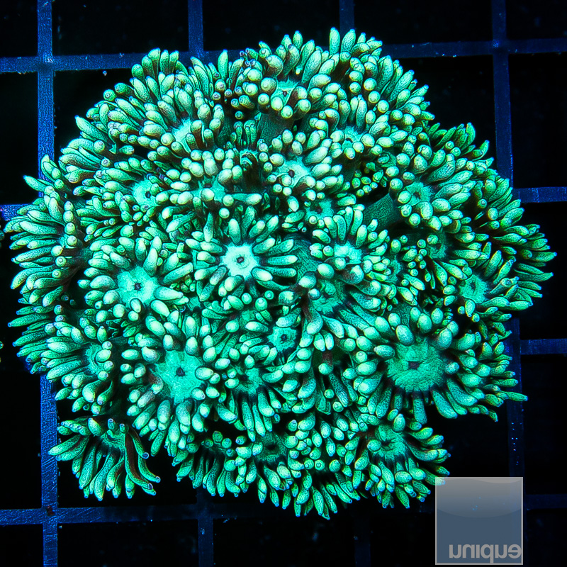 Metallic Green Goniopora 46 22.JPG