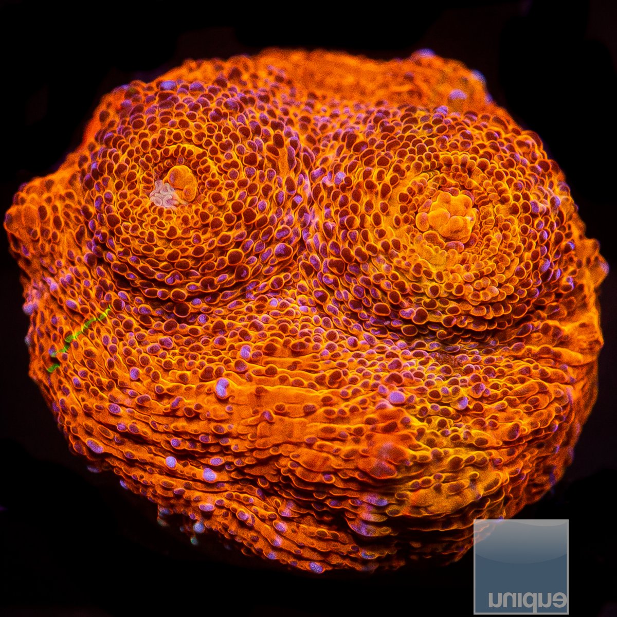 Metallic Orange Chalice 69 26.JPG