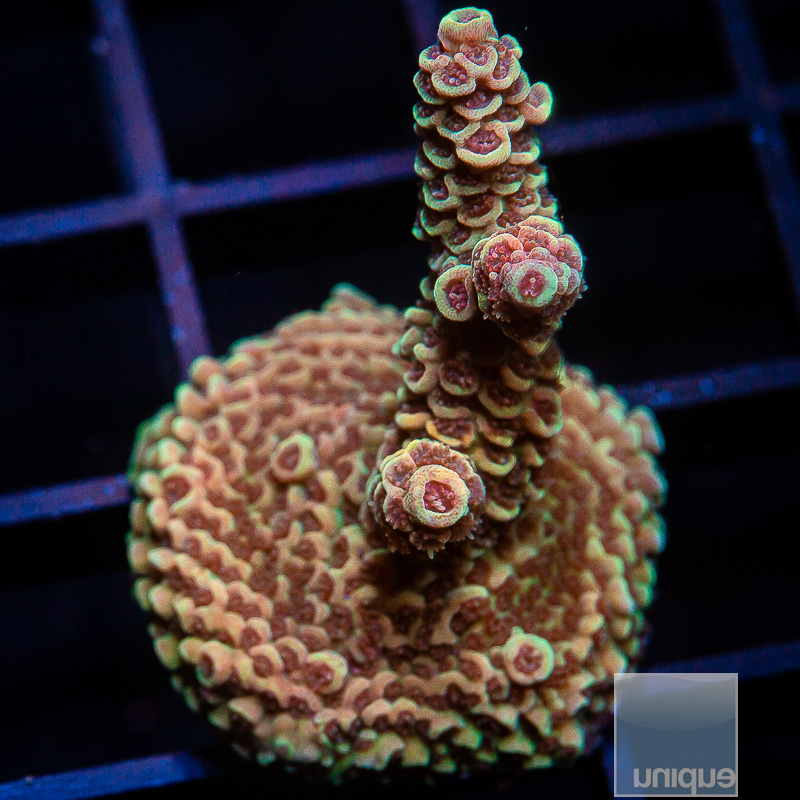 Metallic Orange Millepora 119 75.JPG