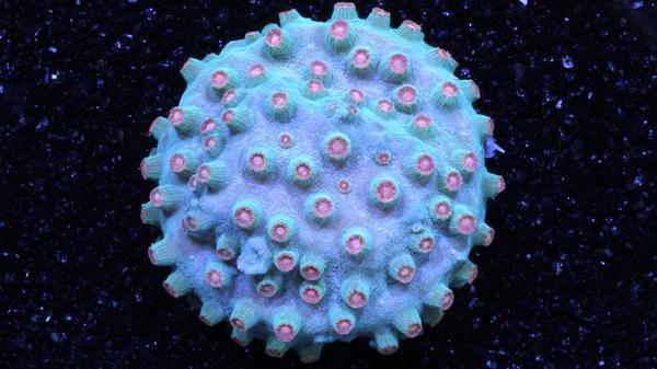 Meteor Shower Cyphastrea Coral.jpg