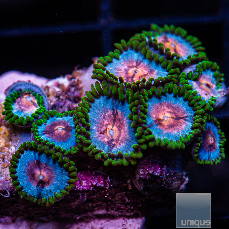 Miami Vice Zoanthid 129 84.JPG