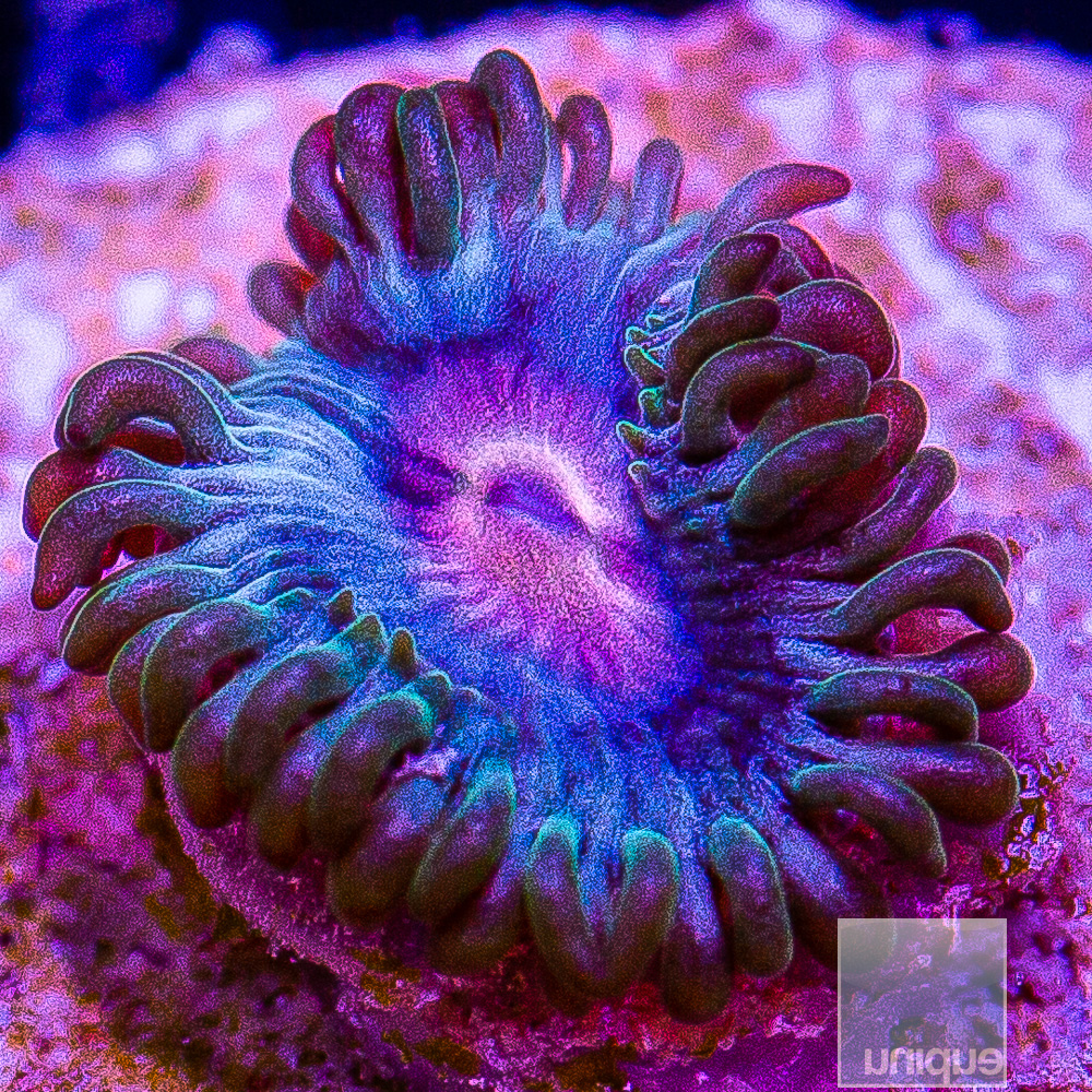 Miami Vice Zoanthid 15 5.JPG