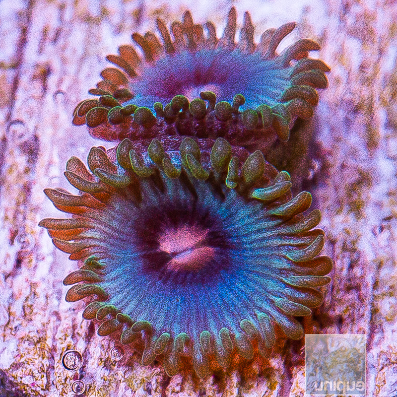 Miami Vice Zoanthid 29 10.JPG