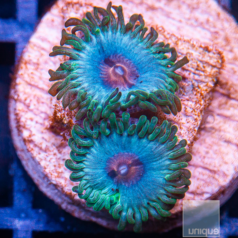 miami vice zoanthid 29 16.jpeg