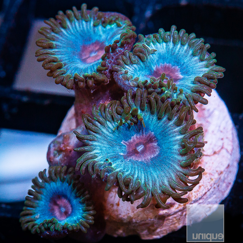 Miami Vice Zoanthid 59 32.JPG