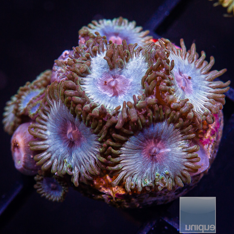 Miami Vice Zoanthid 89 46.JPG