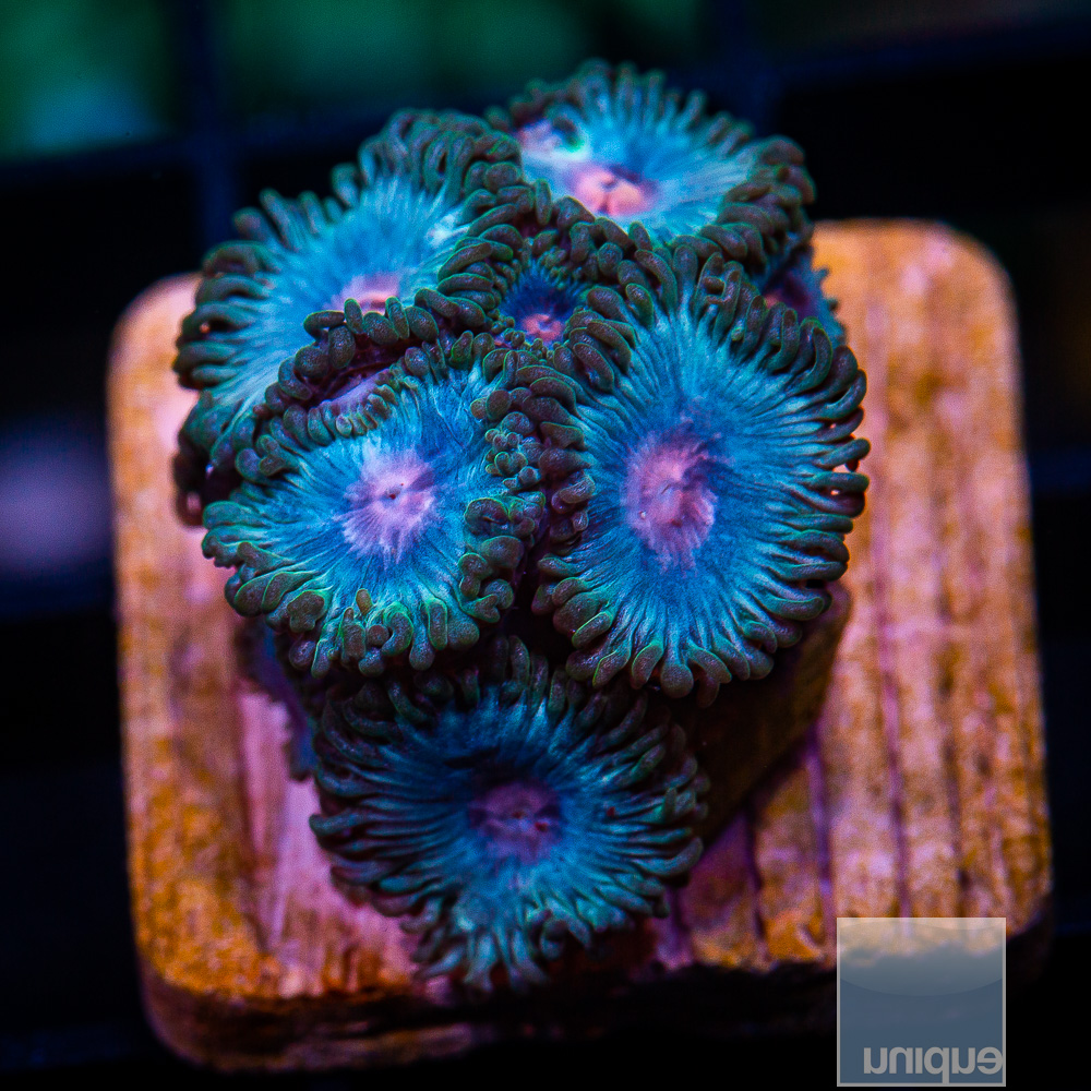 Miami Vice Zoanthid 89 55.JPG