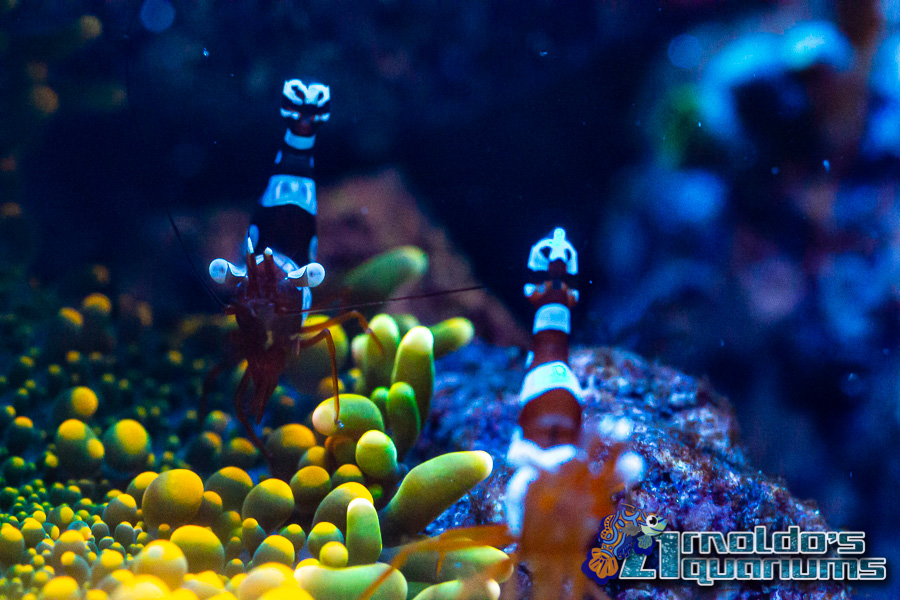 Micro Reef 3-13-22-13.jpg