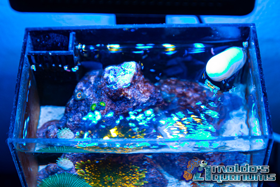 Micro Reef 3-13-22-16.jpg