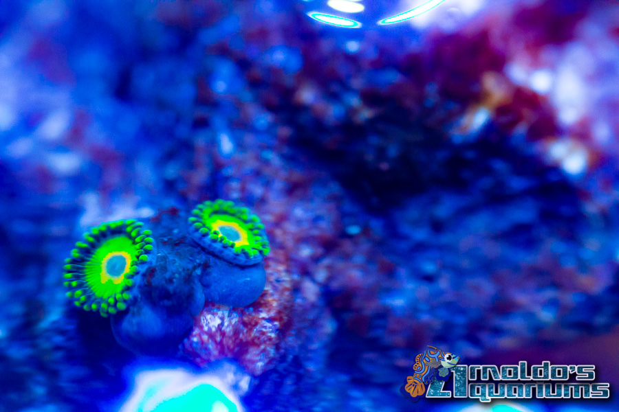 Micro Reef 3-13-22-8.jpg