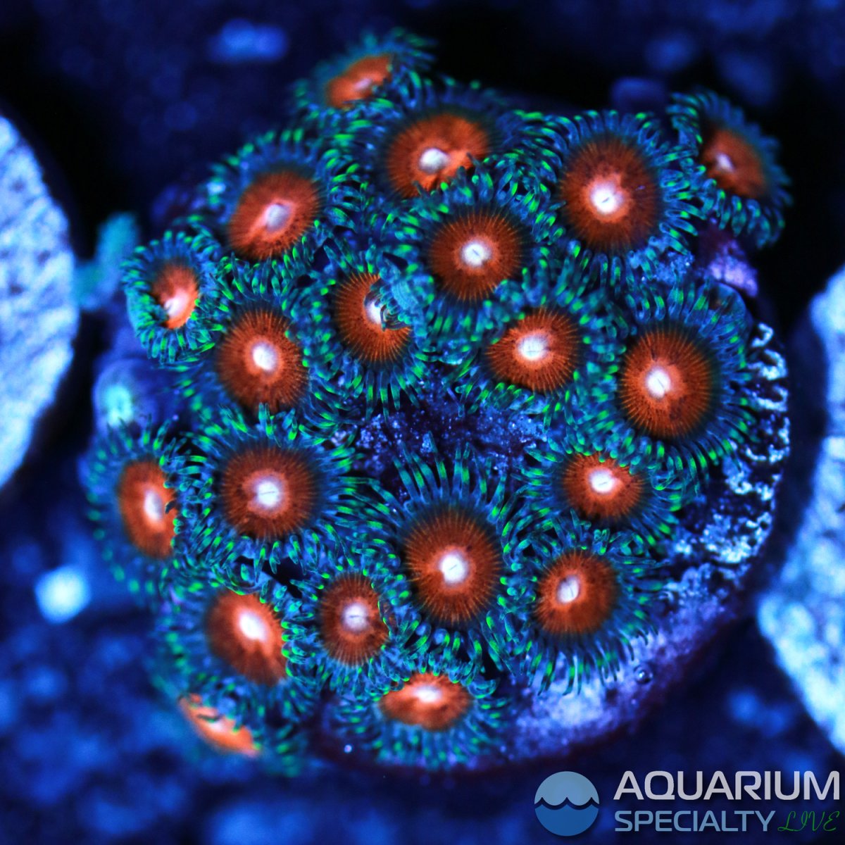 Micro-Zoa-1.jpg