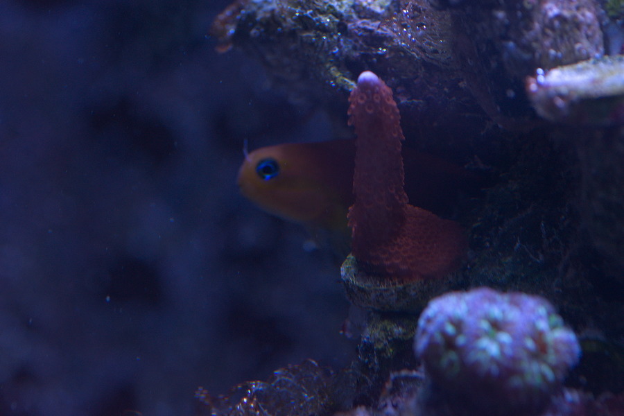 Midas Blenny and Friend.jpg