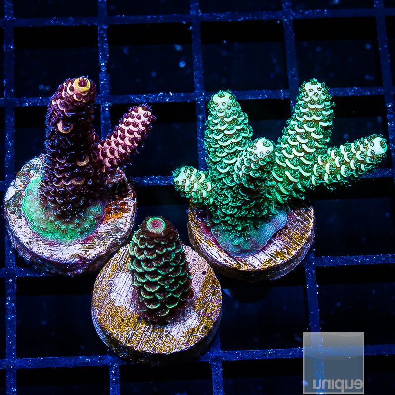 Millepora Pack 209 125.JPG