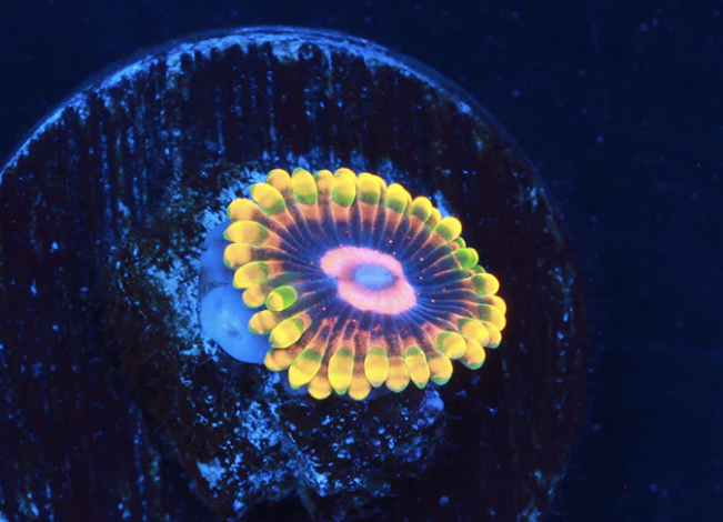 MIND TRICK ZOANTHID.jpg