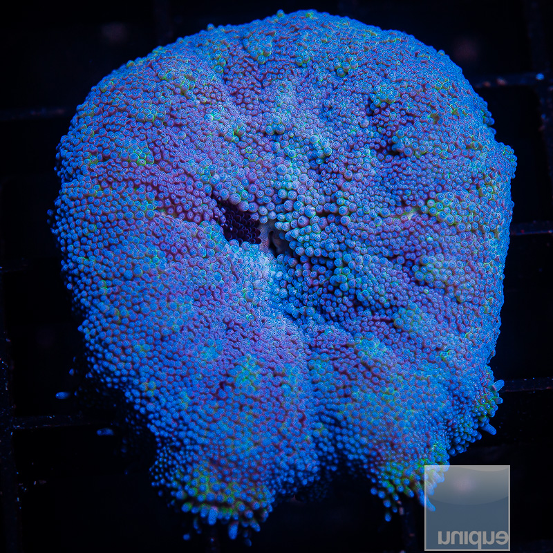 Mini Blue Carpet Anemone 499 270.JPG