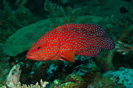 Miniatus_Grouper_-_Cephalopholis_miniata__82006.1492651247.1000.1000.jpg