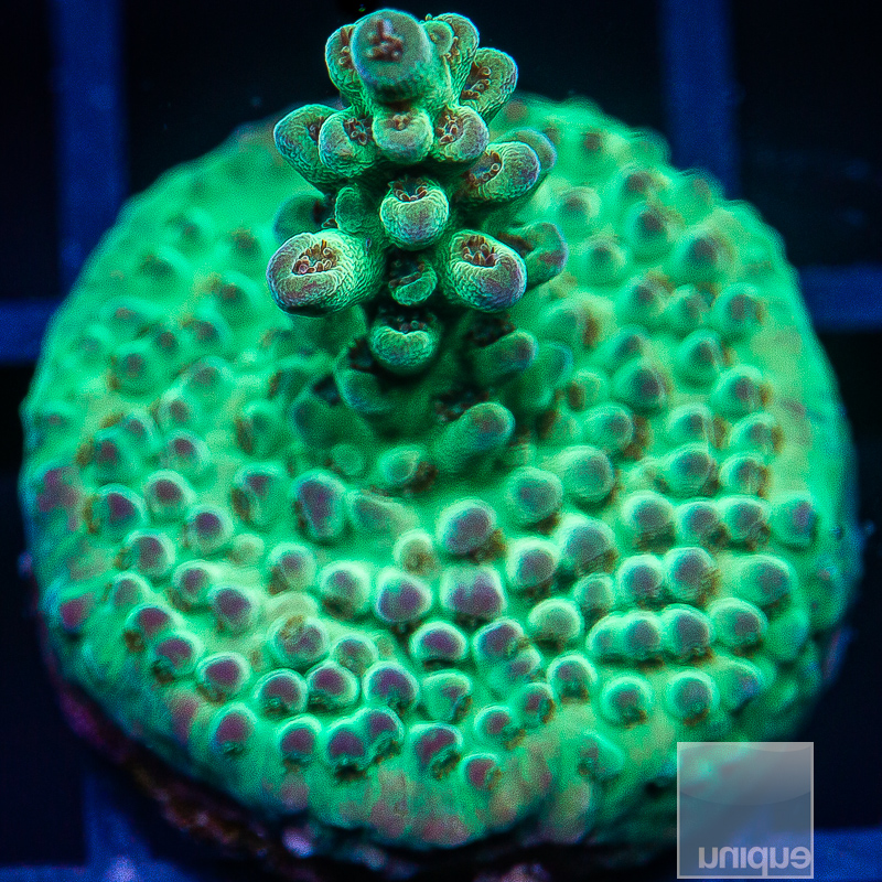 Mint Acropora 59 20.JPG