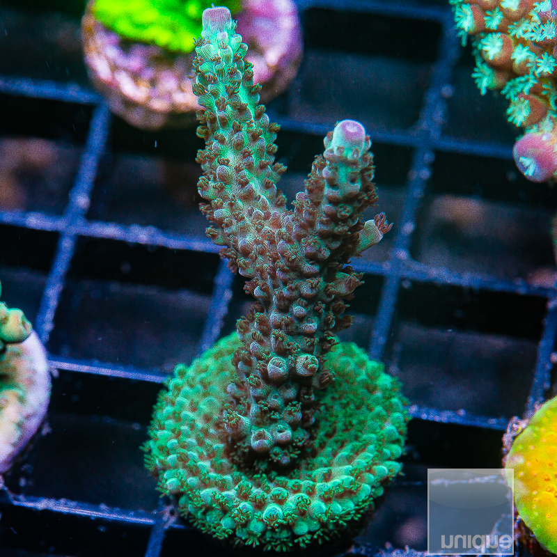 Mint Acropora 69 36.JPG